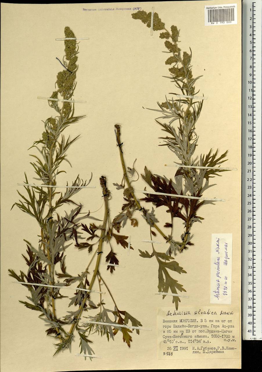 Artemisia brachyphylla