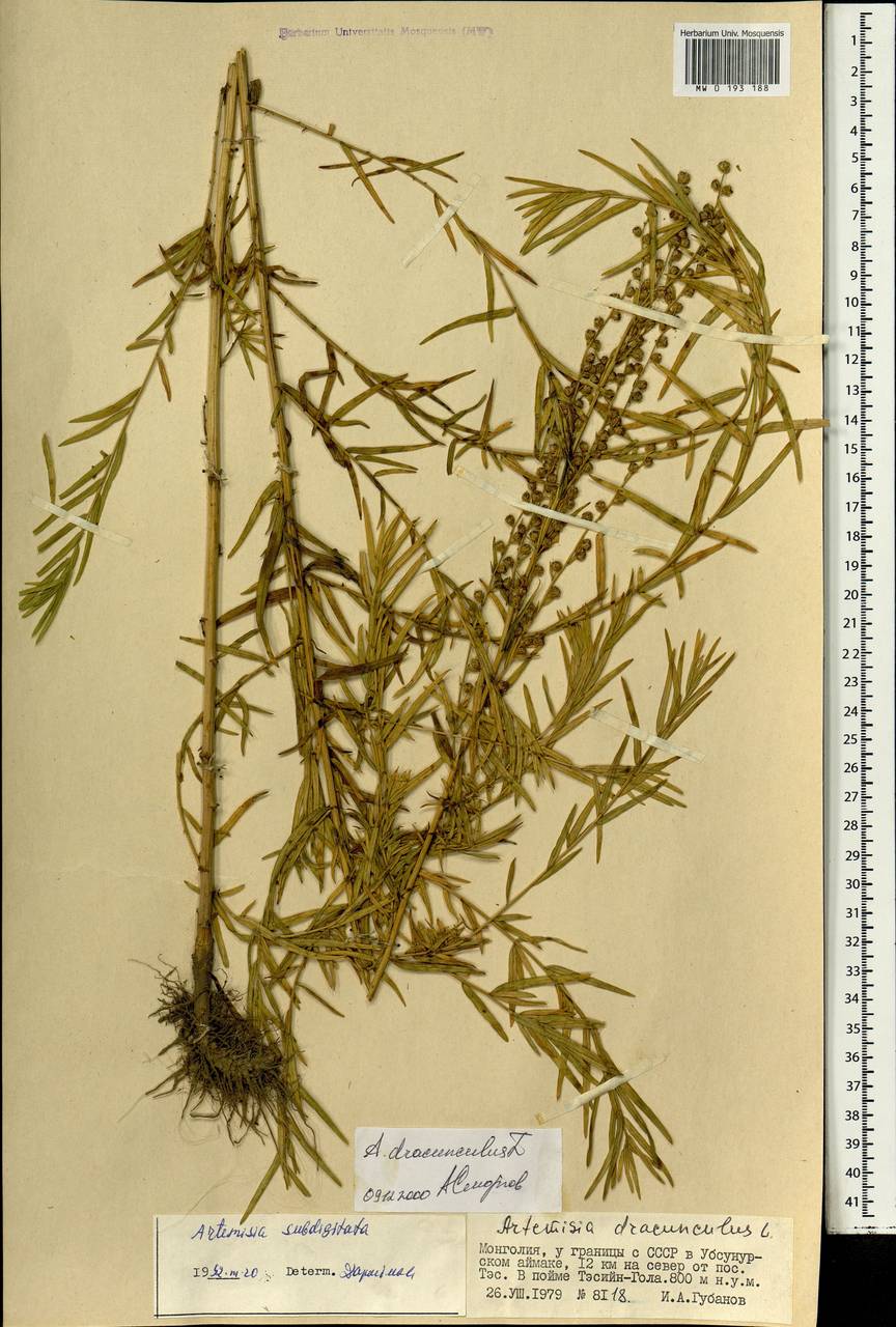 Artemisia dubia var. subdigitata (Mattf.) Y. R. Ling, Монголия (MONG) (Монголия)