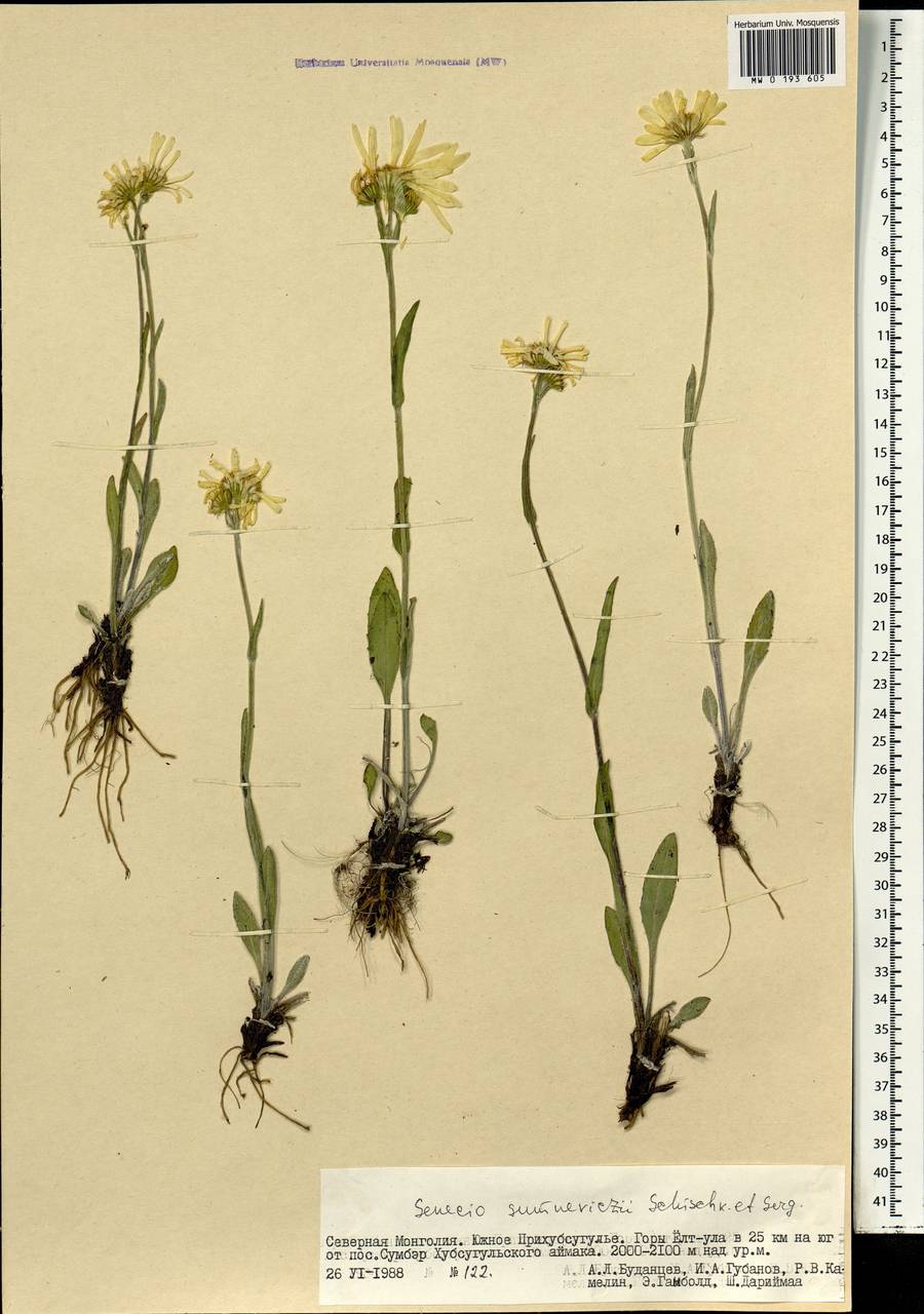 Tephroseris turczaninovii subsp. turczaninovii, Монголия (MONG) (Монголия)