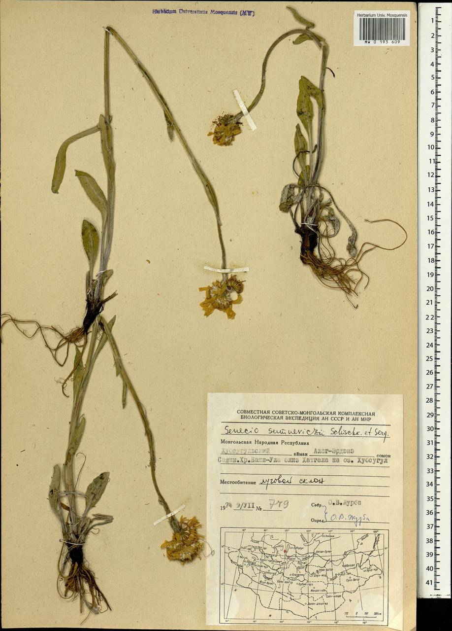 Tephroseris turczaninovii subsp. turczaninovii, Монголия (MONG) (Монголия)