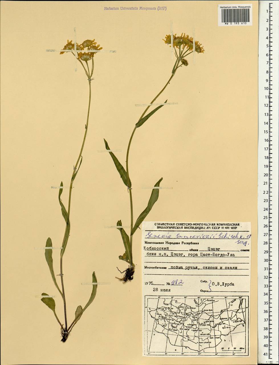 Tephroseris turczaninovii subsp. turczaninovii, Монголия (MONG) (Монголия)