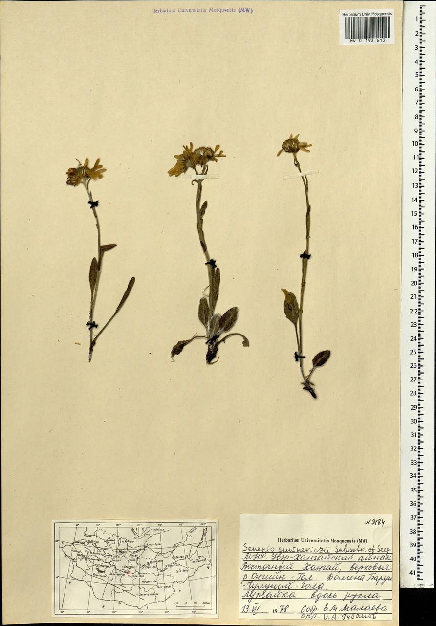 Tephroseris turczaninovii subsp. turczaninovii, Монголия (MONG) (Монголия)