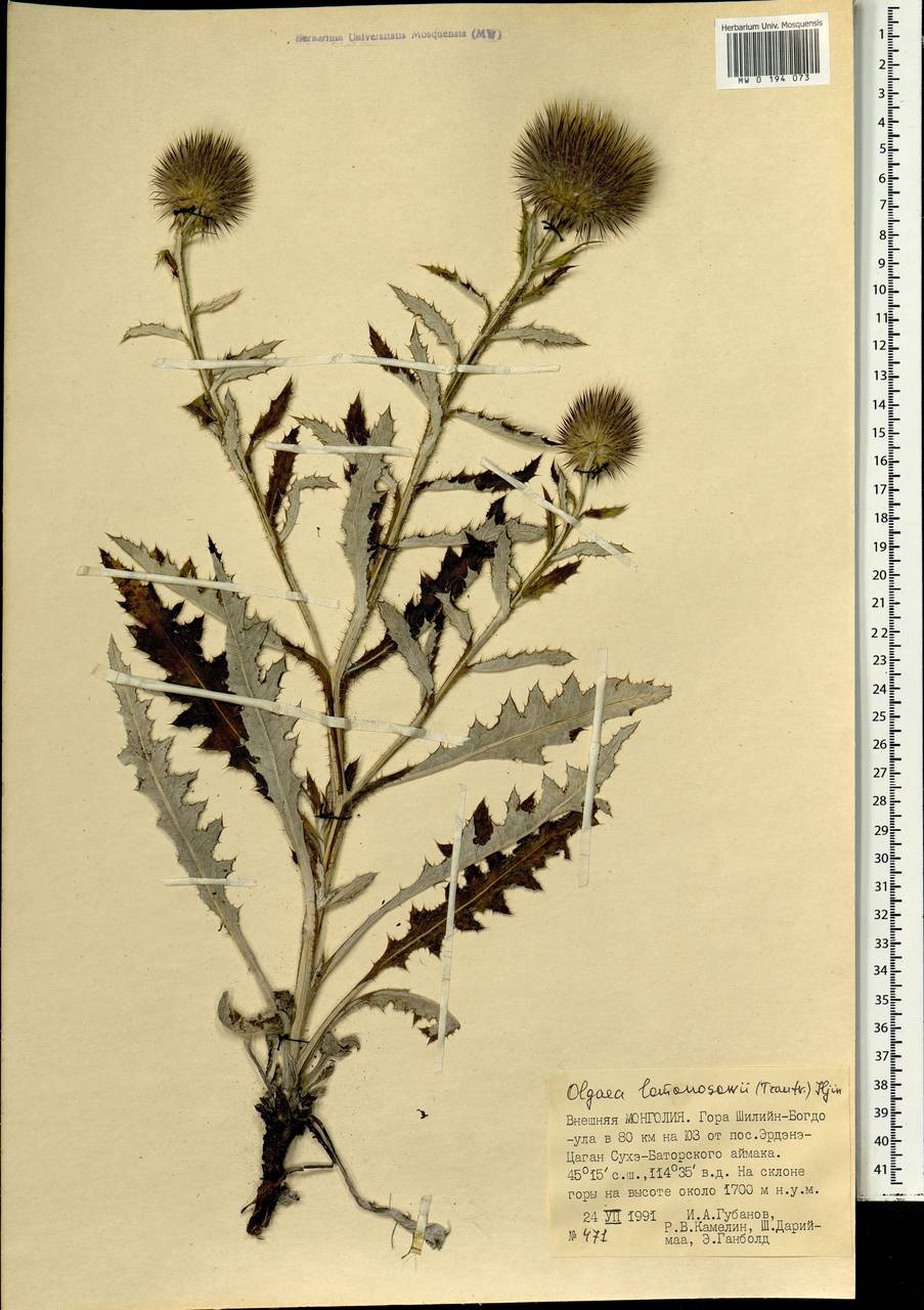 Olgaea lomonossowii (Trautv.) Iljin, Монголия (MONG) (Монголия)