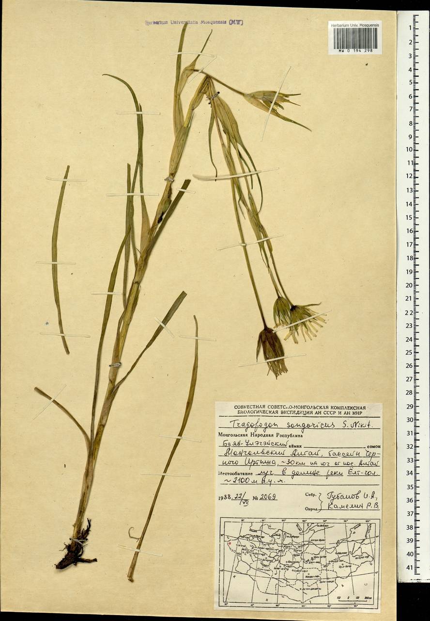 Козлобородник джунгарский Nikitin, Монголия (MONG) (Монголия)