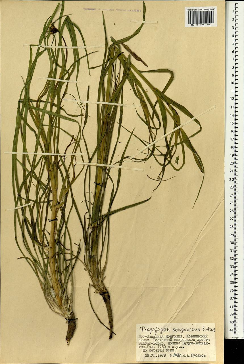 Козлобородник джунгарский Nikitin, Монголия (MONG) (Монголия)