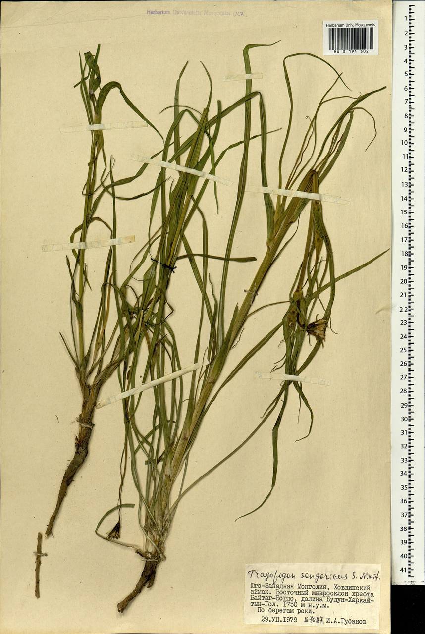 Козлобородник джунгарский Nikitin, Монголия (MONG) (Монголия)