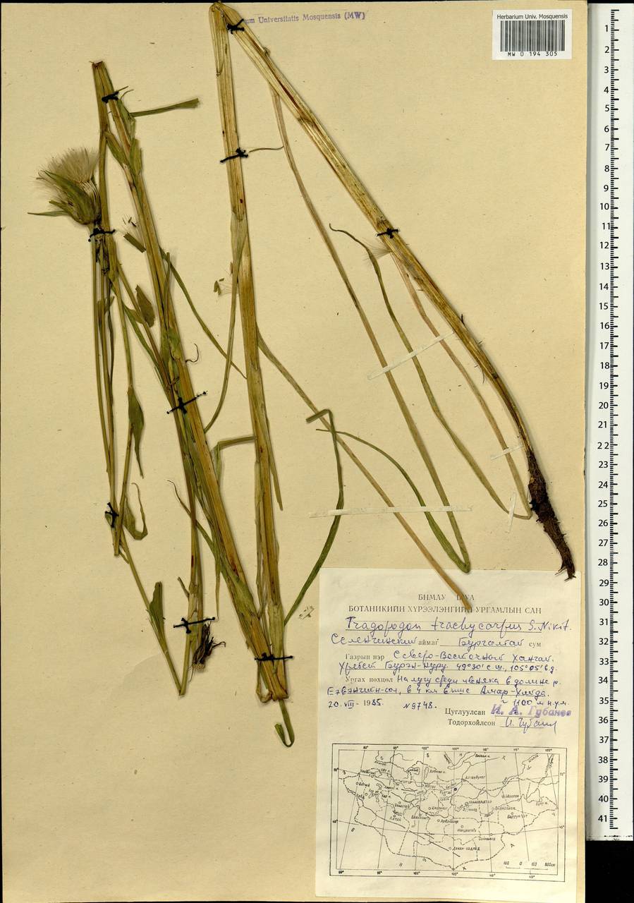 Козлобородник шероховатоплодный Nikitin, Монголия (MONG) (Монголия)