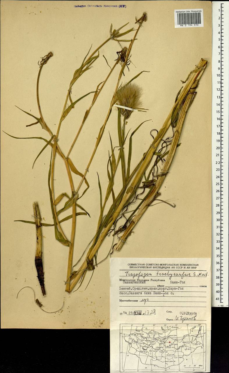 Козлобородник шероховатоплодный Nikitin, Монголия (MONG) (Монголия)
