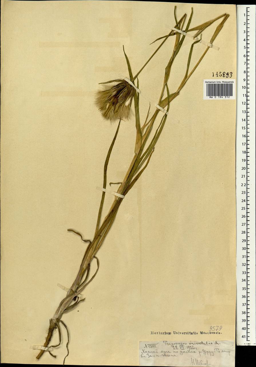 Козлобородник шероховатоплодный S. A. Nikitin, Монголия (MONG) (Монголия)