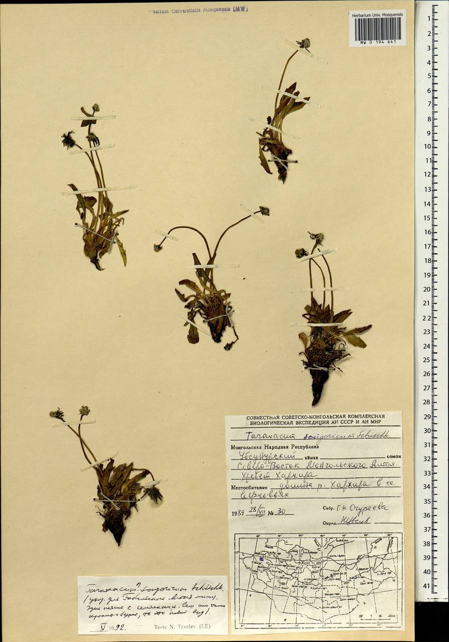 Taraxacum songoricum Schischk., Монголия (MONG) (Монголия)