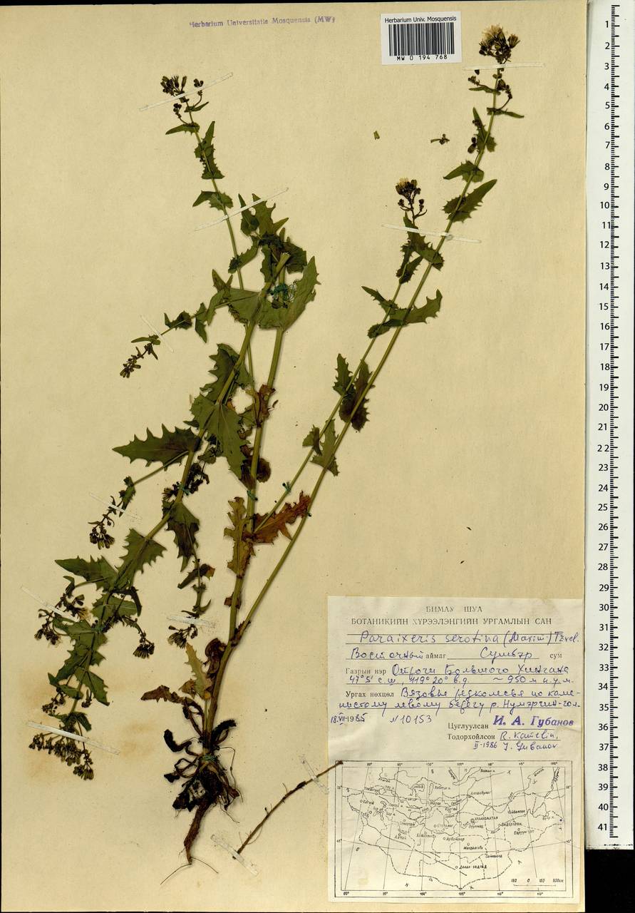Crepidiastrum sonchifolium subsp. sonchifolium, Монголия (MONG) (Монголия)