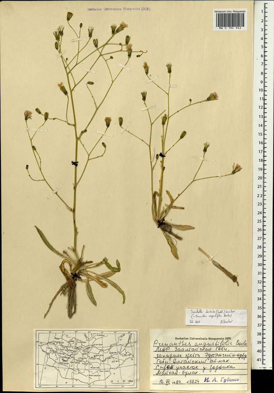 Юнгия зубчатая (Ledeb.) Sennikov, Монголия (MONG) (Монголия)