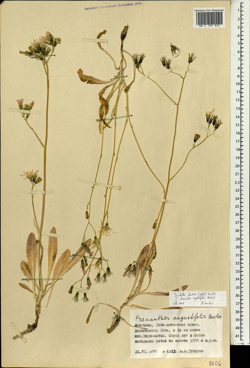 Юнгия зубчатая (Ledeb.) Sennikov, Монголия (MONG) (Монголия)