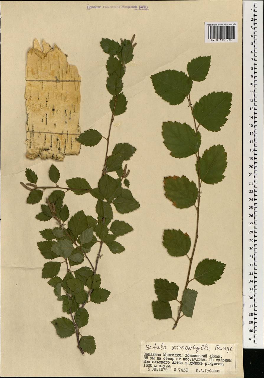 Betula microphylla Bunge