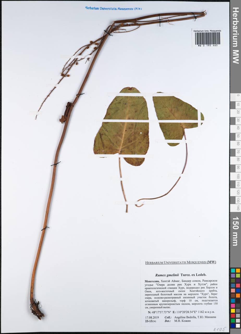 Щавель Гмелина Turcz., Монголия (MONG) (Монголия)