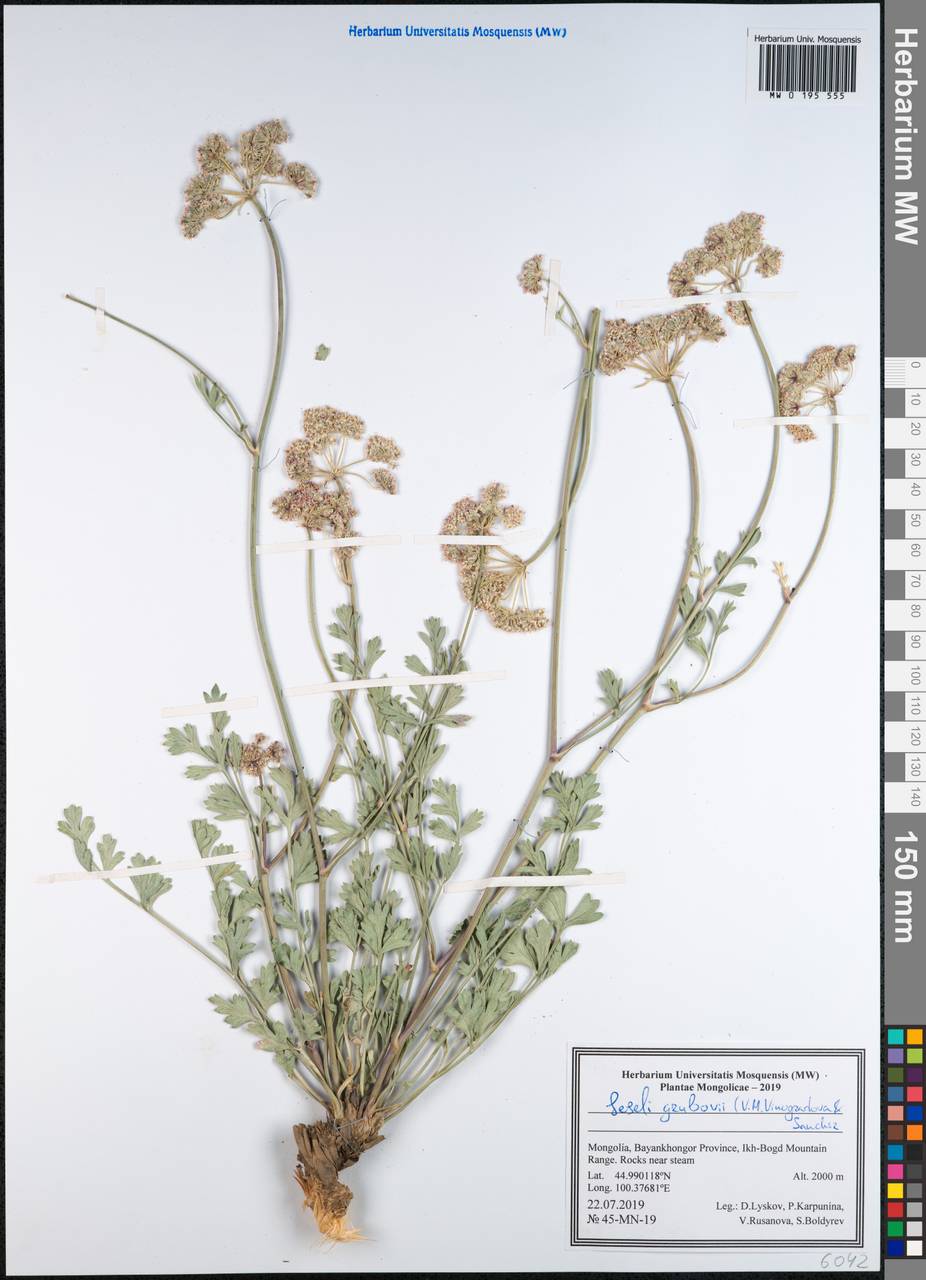 Seseli grubovii V.M.Vinogr. & Sanchir, Монголия (MONG) (Монголия)