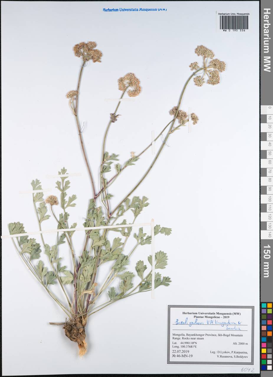 Seseli grubovii V.M.Vinogr. & Sanchir, Монголия (MONG) (Монголия)