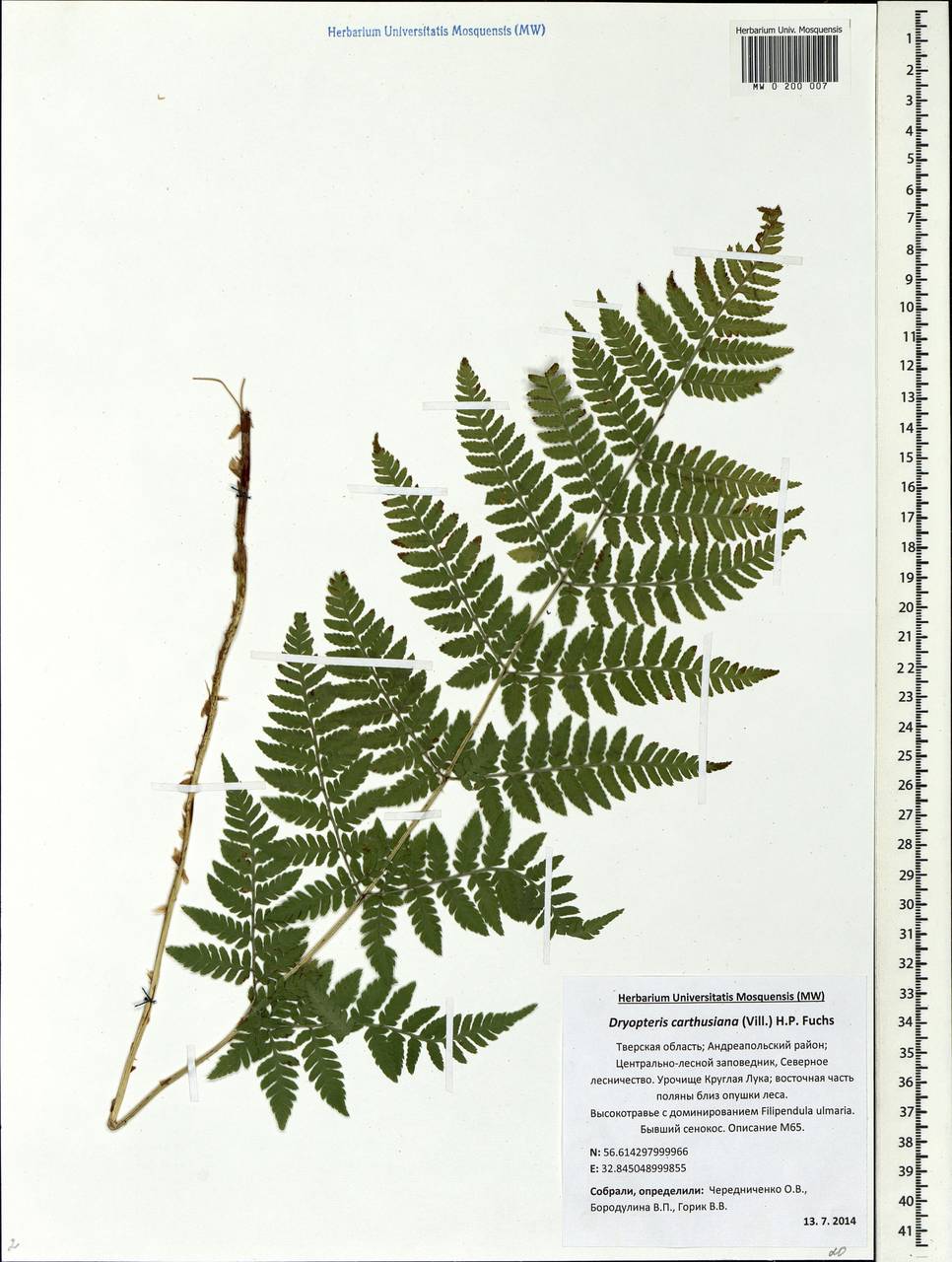 Щитовник картузианский гербарий