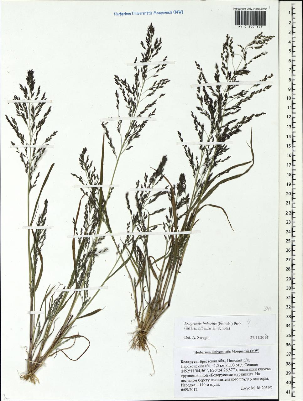 Eragrostis Albensis