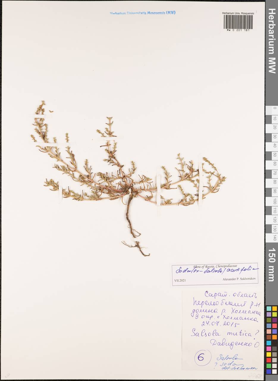 Soda acutifolia (Bunge) Mosyakin, Freitag & Rilke, Восточная Европа, Нижневолжский район (E9) (Россия)
