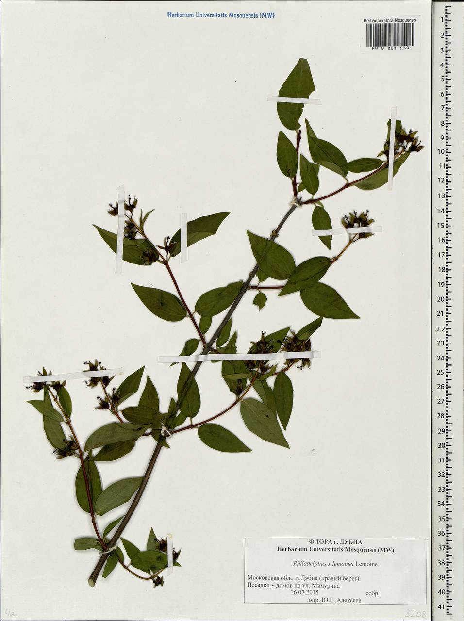 Mock orange