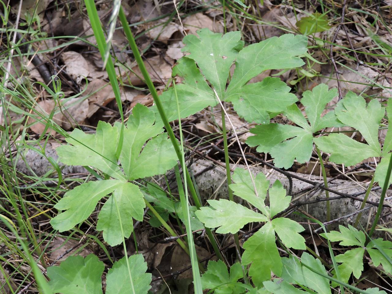 Sanicula europaea l.