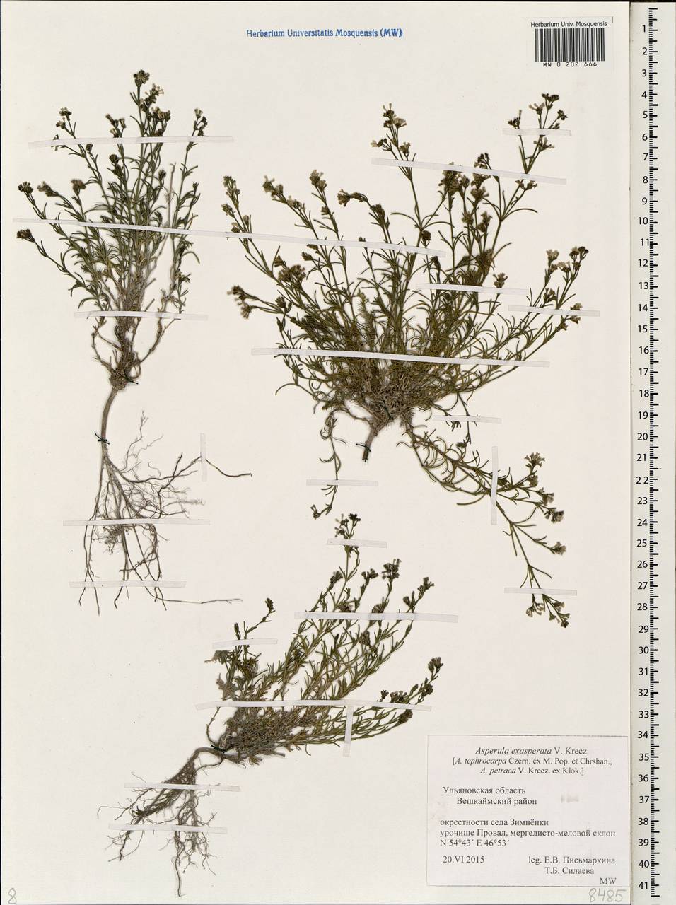 Cynanchica tephrocarpa subsp. exasperata (V.I.Krecz. ex Klokov) P.Caputo & Del Guacchio, Восточная Европа, Средневолжский район (E8) (Россия)