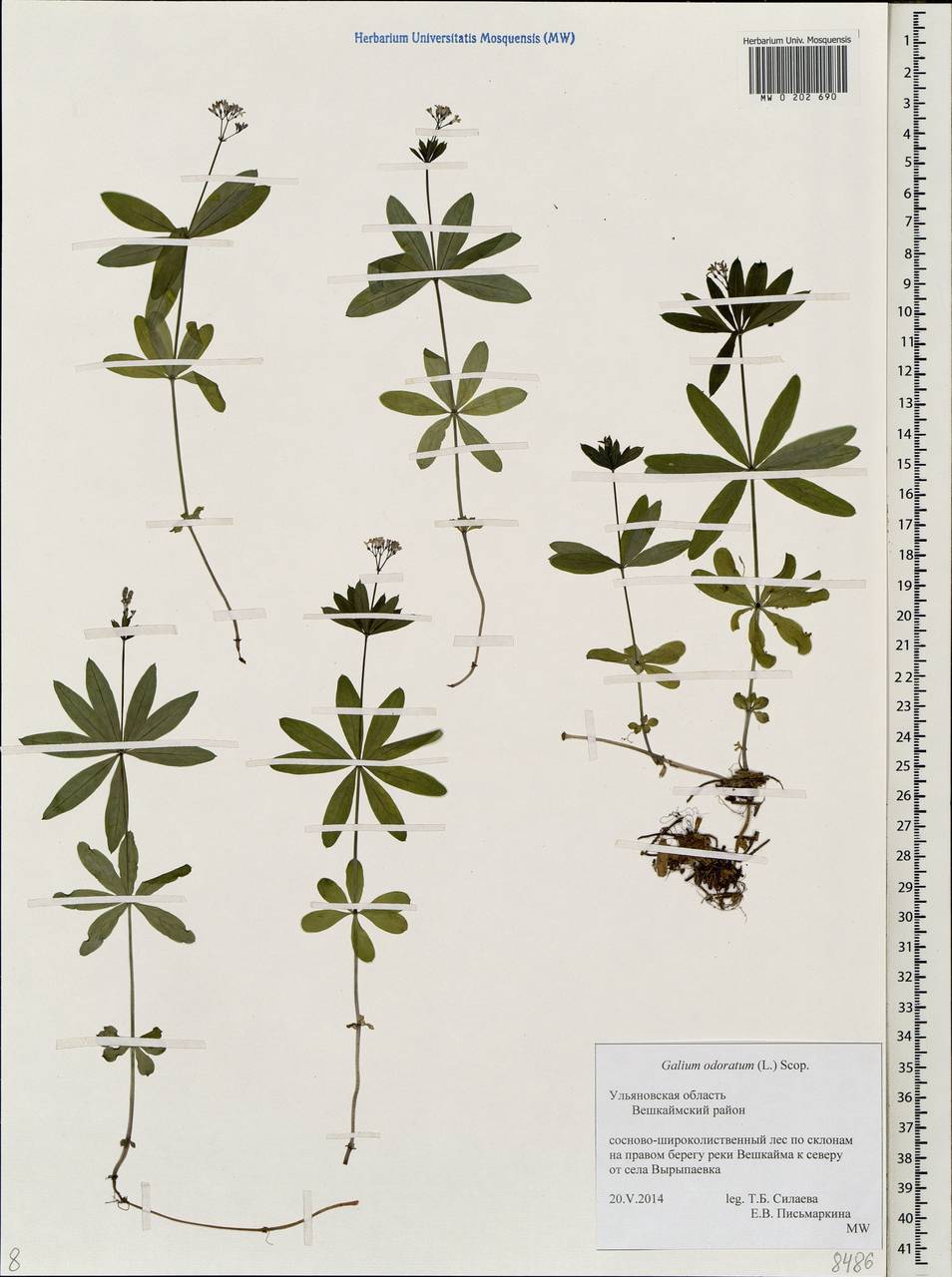 Подмаренник настоящий описание. Подмаренник Galium odoratum. Подмаренник душистый. Подмаренник душистый гербарий. Подмаренник душистый (Galium odoratum).