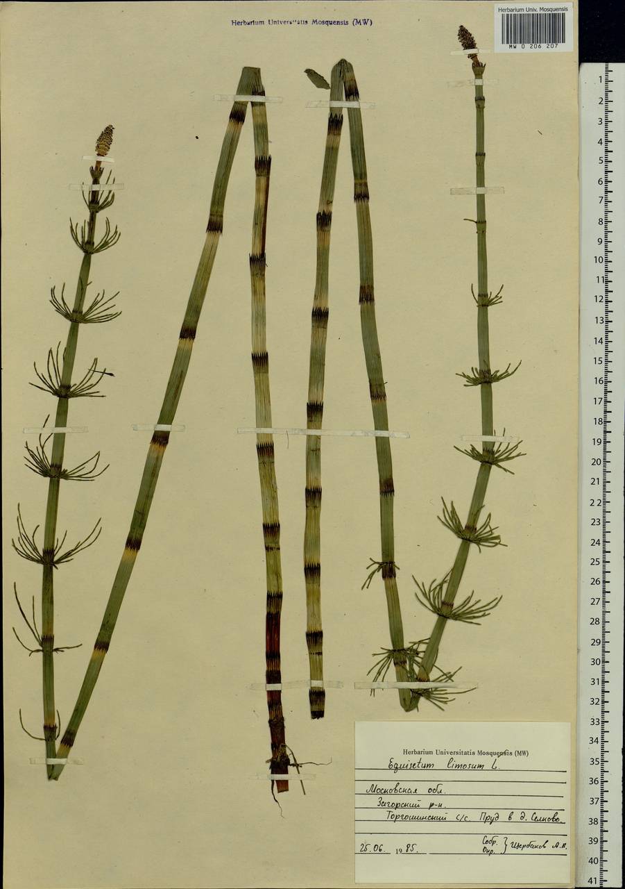 Хвощ Речной (Equisetum fluviatile)