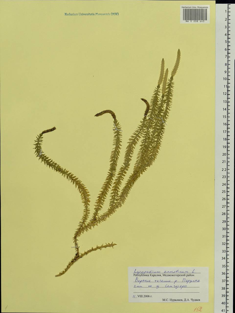 Spinulum annotinum subsp. annotinum, Восточная Европа, Северный район (E1) (Россия)