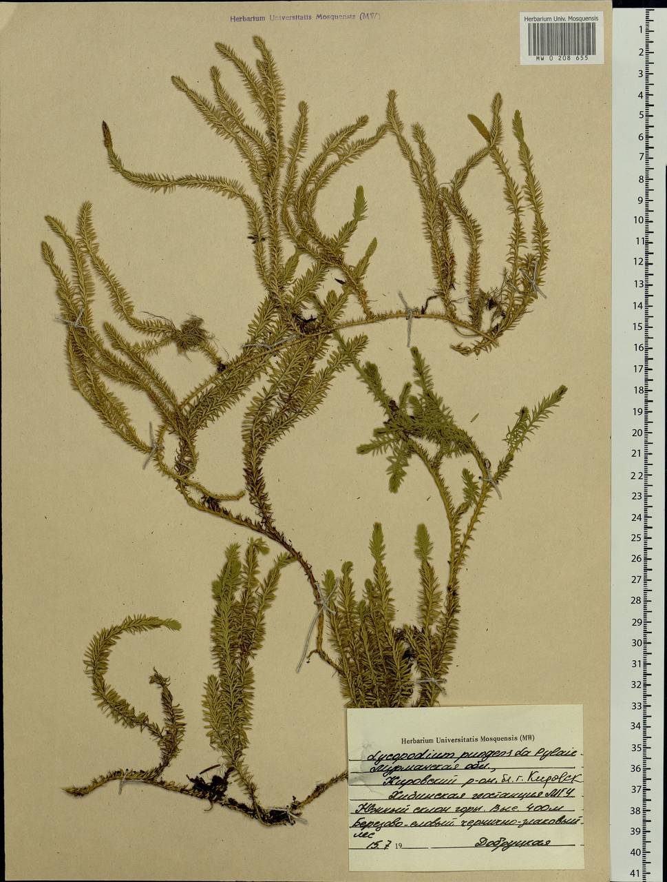 Spinulum annotinum subsp. annotinum, Восточная Европа, Северный район (E1) (Россия)