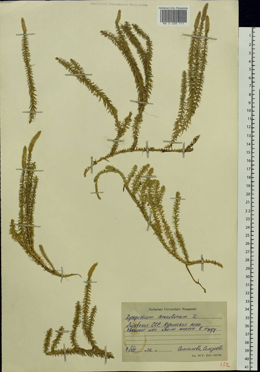 Spinulum annotinum subsp. annotinum, Восточная Европа, Литва (E2a) (Литва)