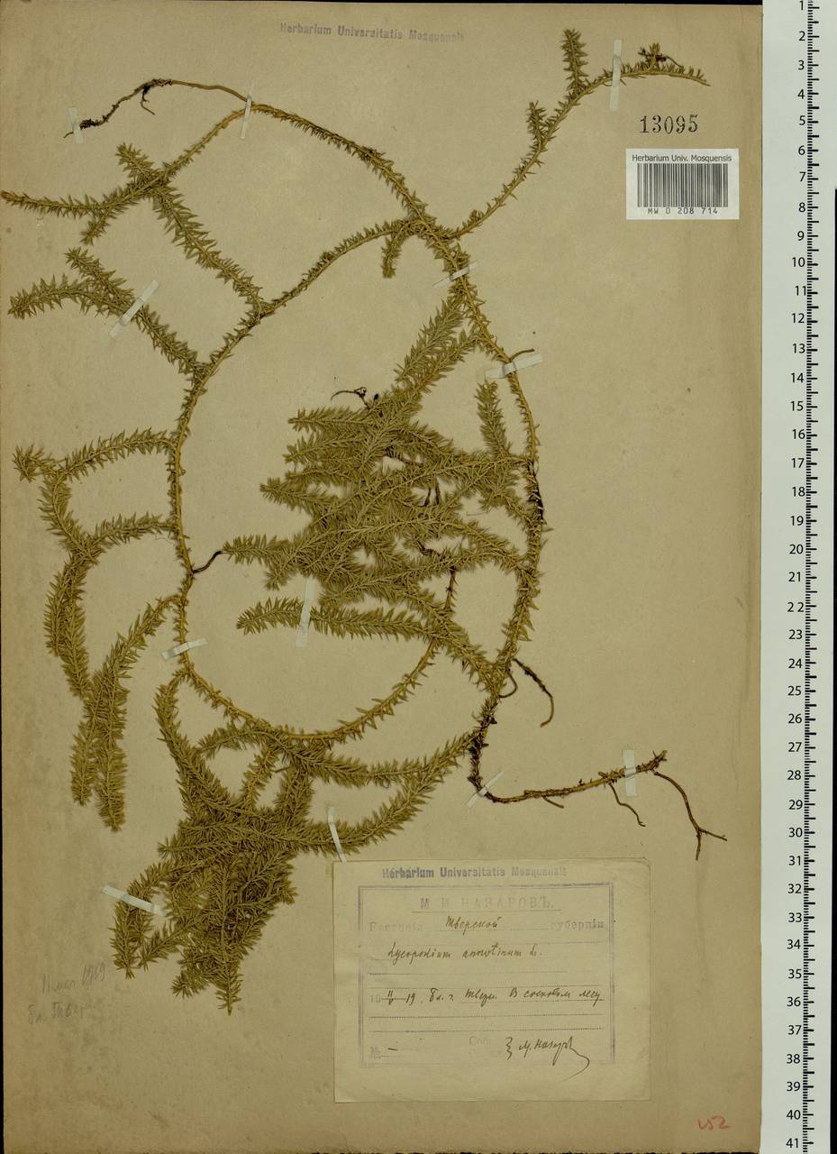 Spinulum annotinum subsp. annotinum, Восточная Европа, Северо-Западный район (E2) (Россия)