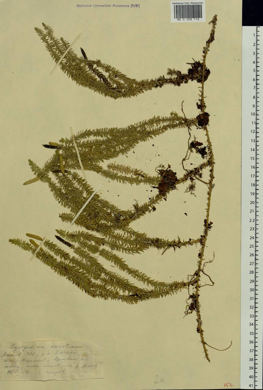Spinulum annotinum subsp. annotinum, Восточная Европа, Литва (E2a) (Литва)
