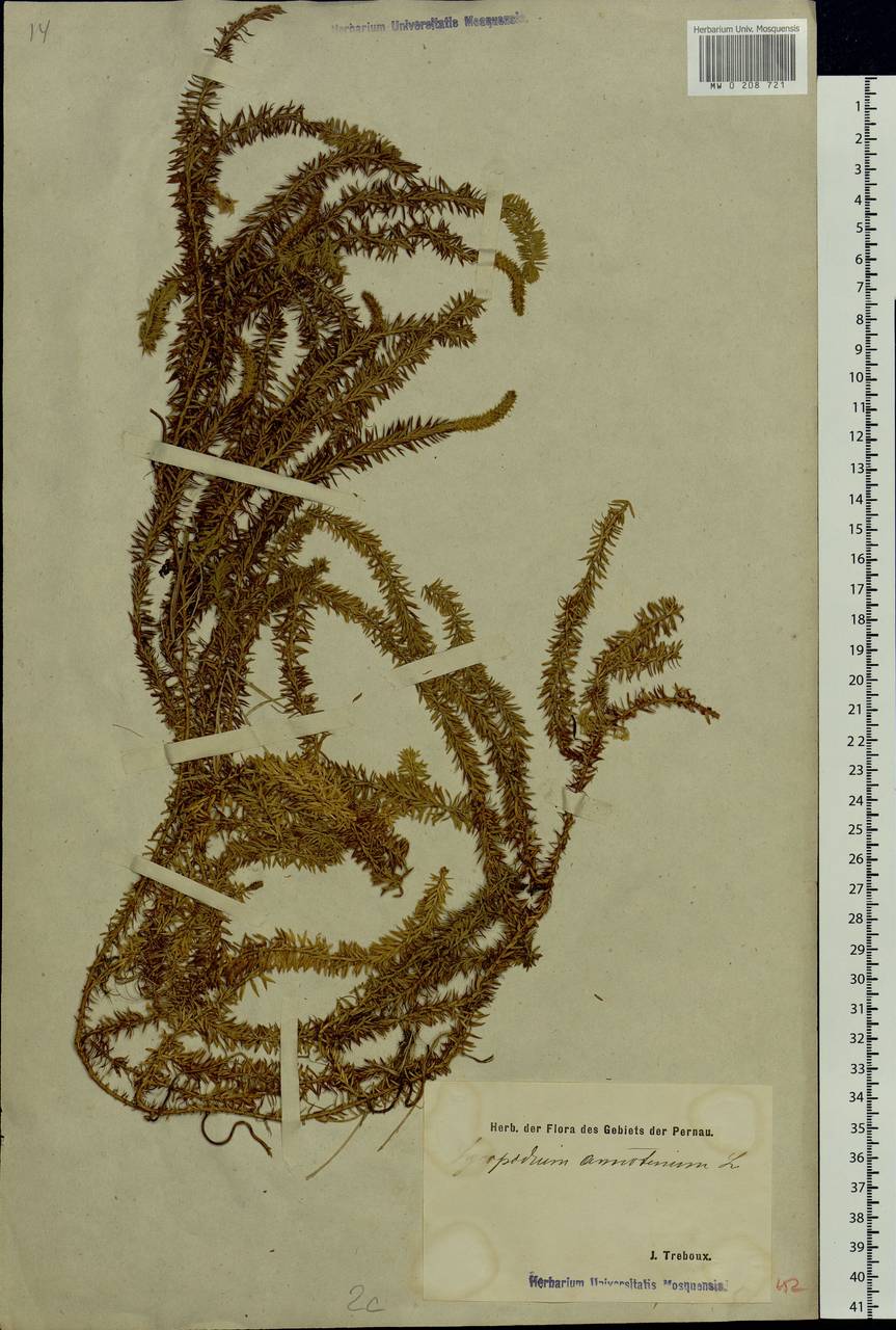 Spinulum annotinum subsp. annotinum, Восточная Европа, Эстония (E2c) (Эстония)