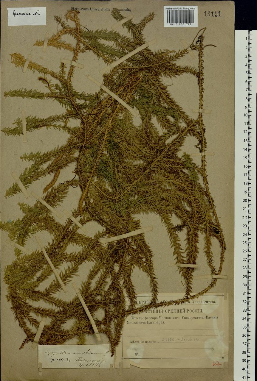 Spinulum annotinum subsp. annotinum, Восточная Европа, Западный район (E3) (Россия)