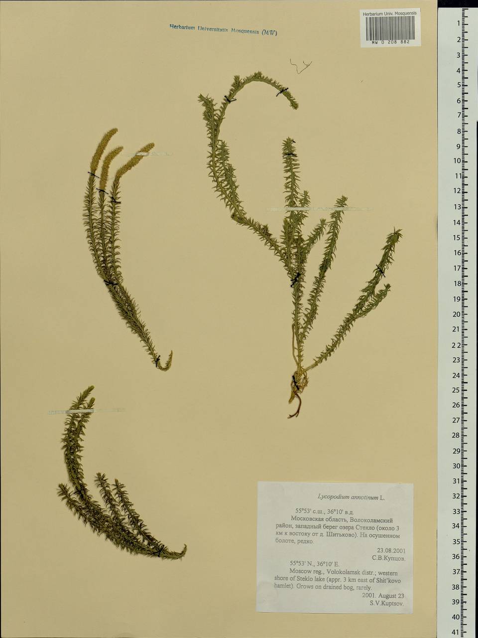 Spinulum annotinum subsp. annotinum, Восточная Европа, Московская область и Москва (E4a) (Россия)