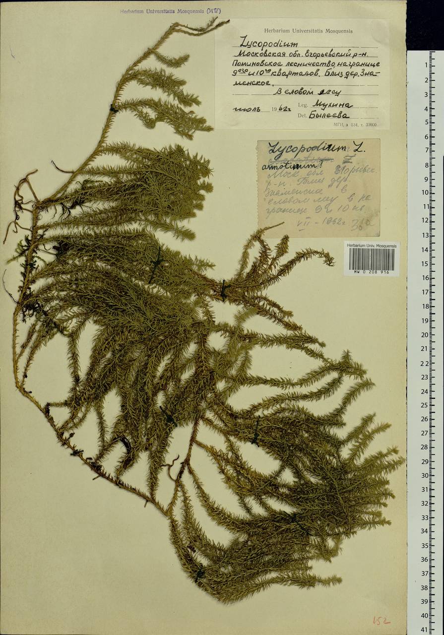 Spinulum annotinum subsp. annotinum, Восточная Европа, Московская область и Москва (E4a) (Россия)