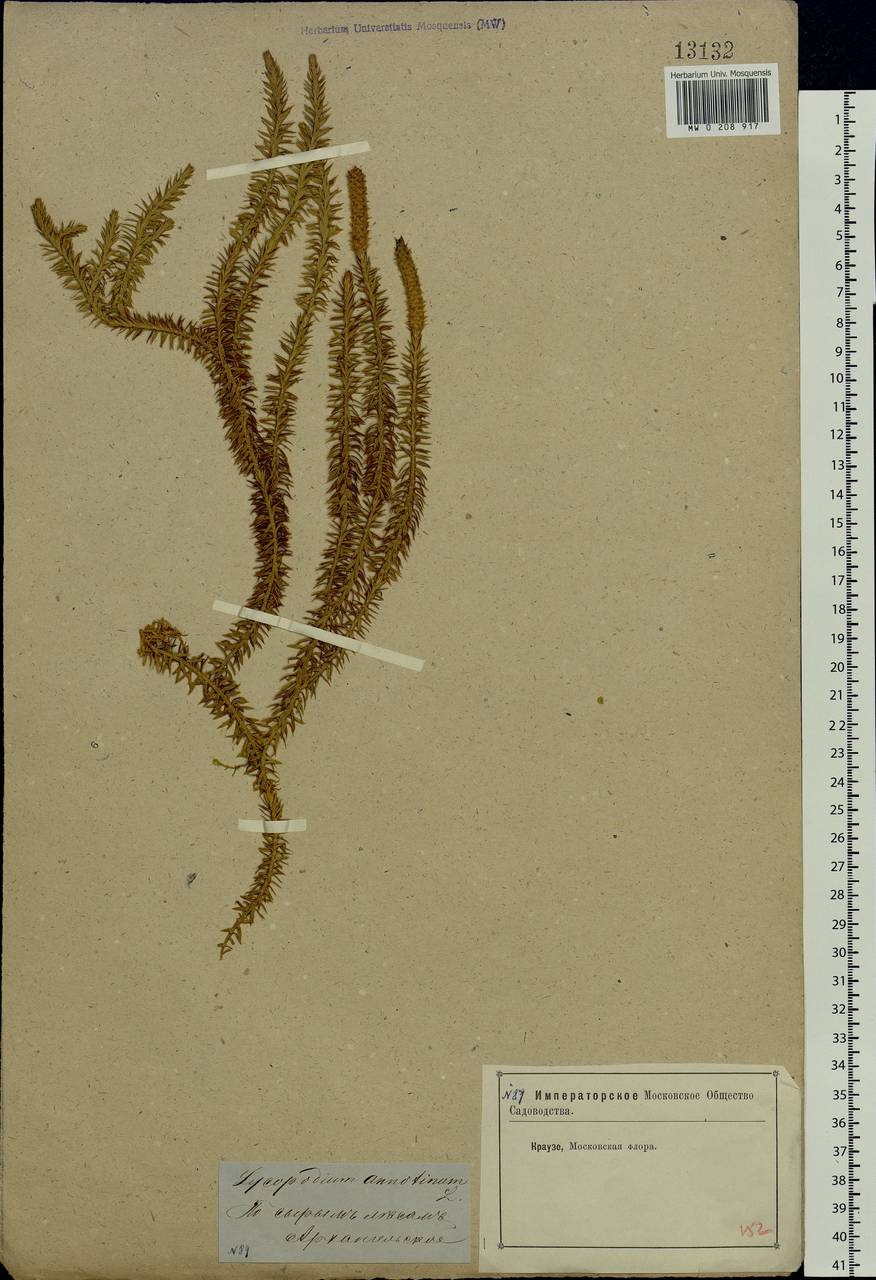 Spinulum annotinum subsp. annotinum, Восточная Европа, Московская область и Москва (E4a) (Россия)
