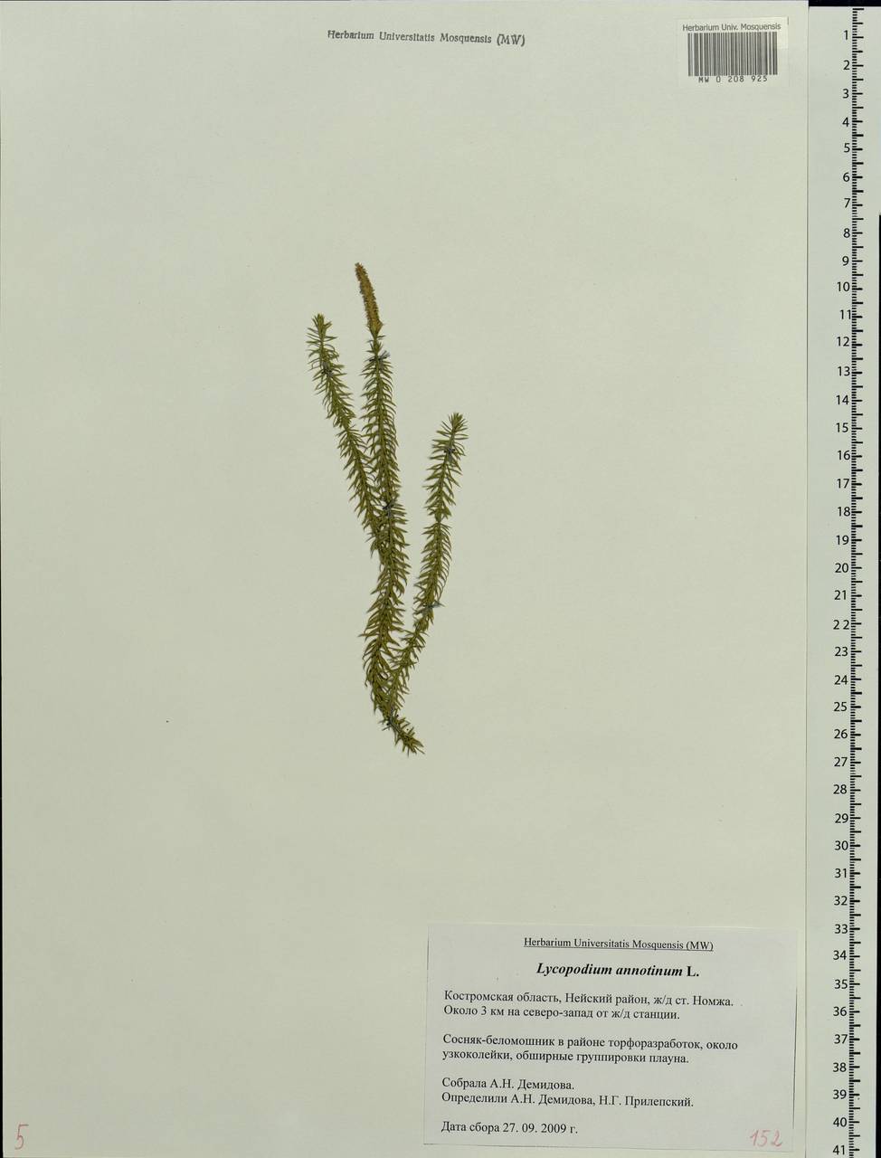 Spinulum annotinum subsp. annotinum, Восточная Европа, Центральный лесной район (E5) (Россия)