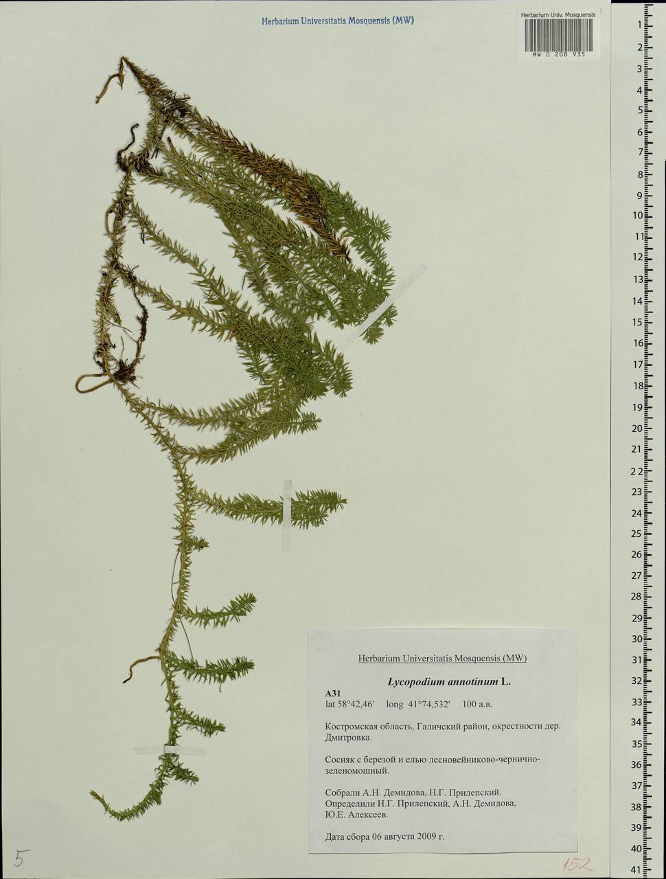 Spinulum annotinum subsp. annotinum, Восточная Европа, Центральный лесной район (E5) (Россия)