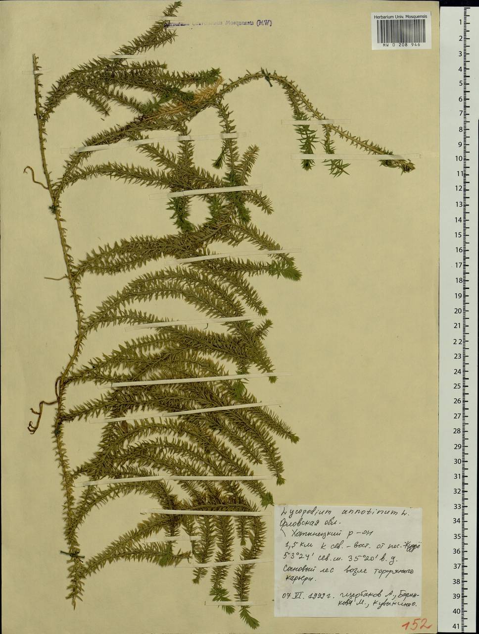 Spinulum annotinum subsp. annotinum, Восточная Европа, Центральный лесостепной район (E6) (Россия)