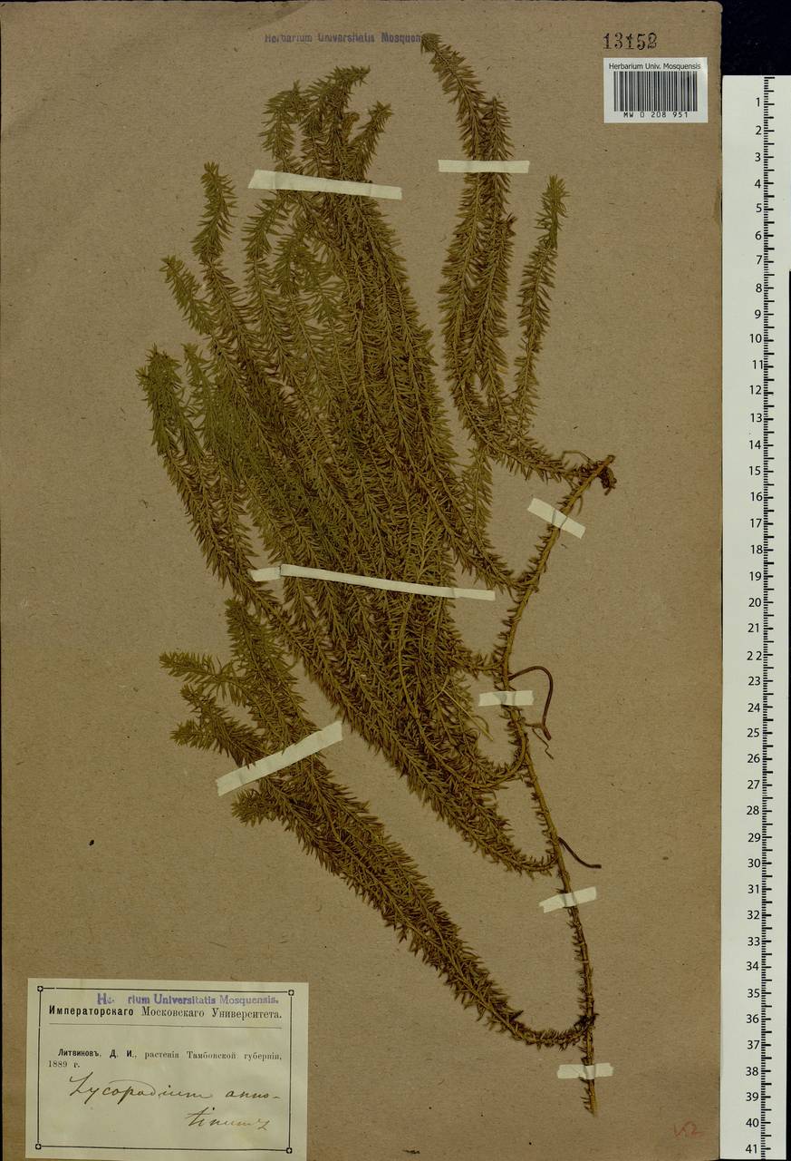 Spinulum annotinum subsp. annotinum, Восточная Европа, Центральный лесостепной район (E6) (Россия)