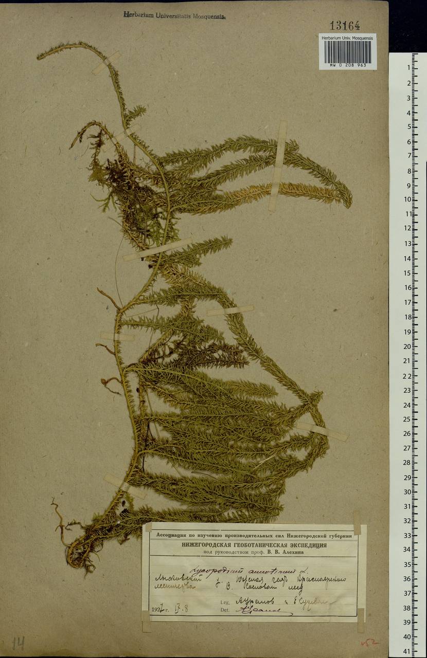 Spinulum annotinum subsp. annotinum, Восточная Европа, Волжско-Камский район (E7) (Россия)