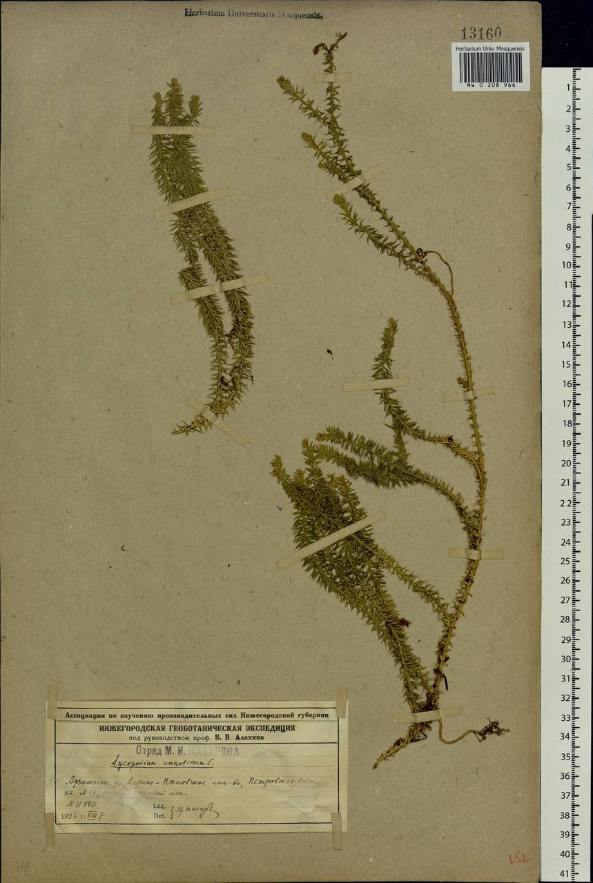 Spinulum annotinum subsp. annotinum, Восточная Европа, Волжско-Камский район (E7) (Россия)
