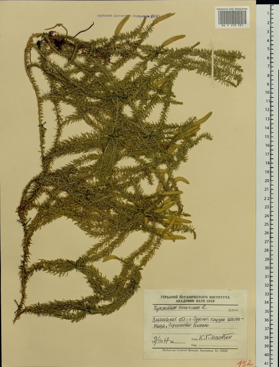 Spinulum annotinum subsp. annotinum, Восточная Европа, Средневолжский район (E8) (Россия)
