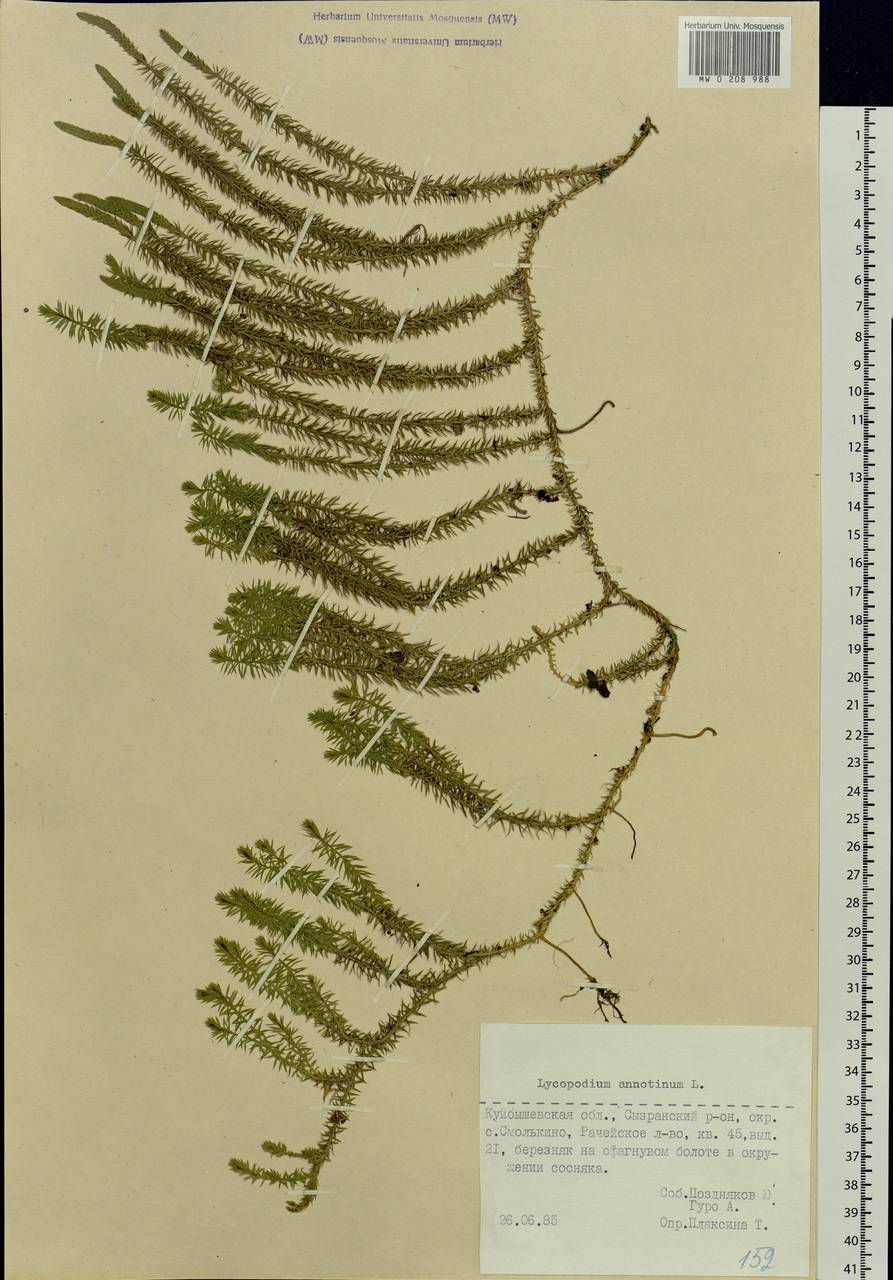 Spinulum annotinum subsp. annotinum, Восточная Европа, Средневолжский район (E8) (Россия)