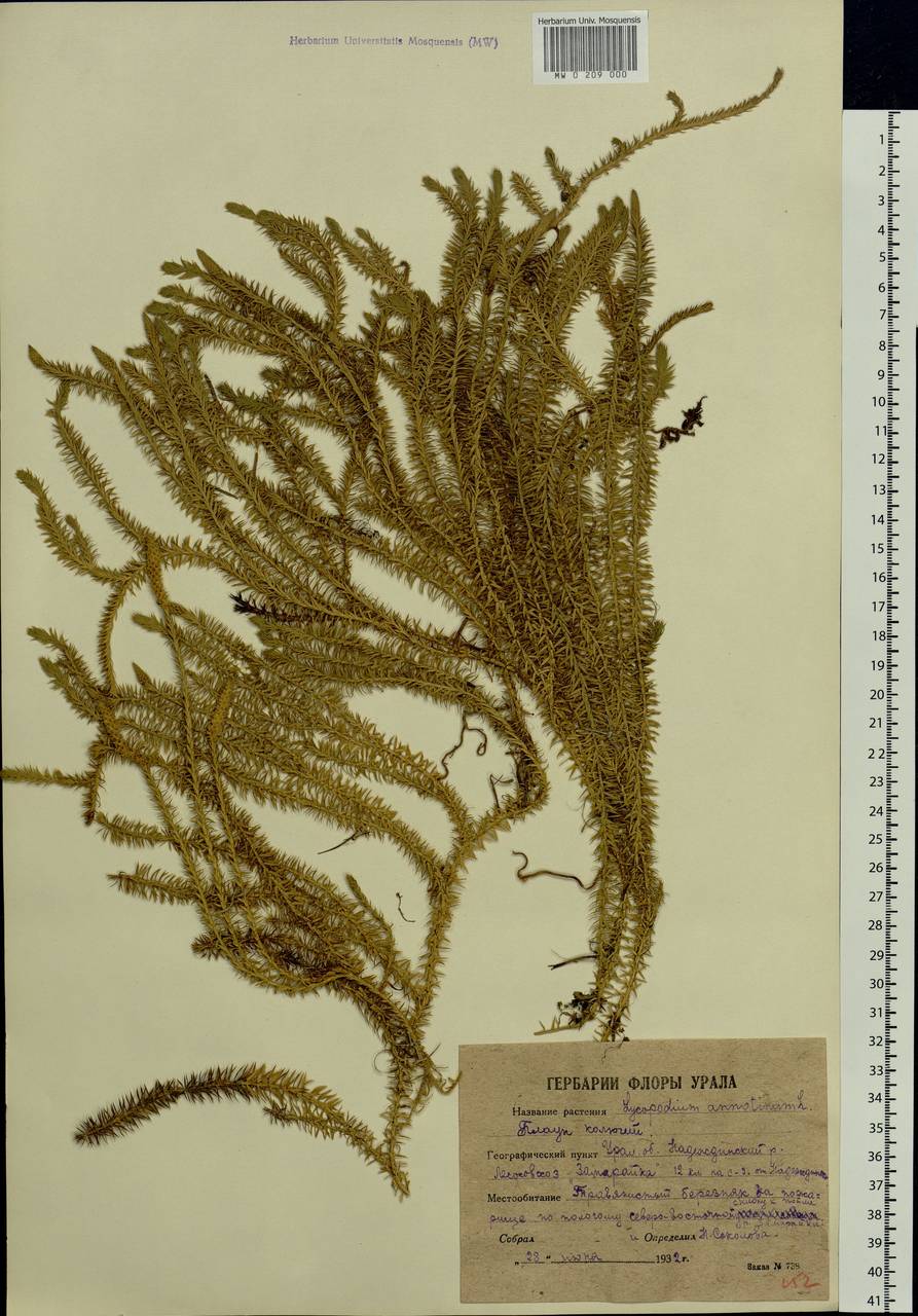 Spinulum annotinum subsp. annotinum, Восточная Европа, Восточный район (E10) (Россия)