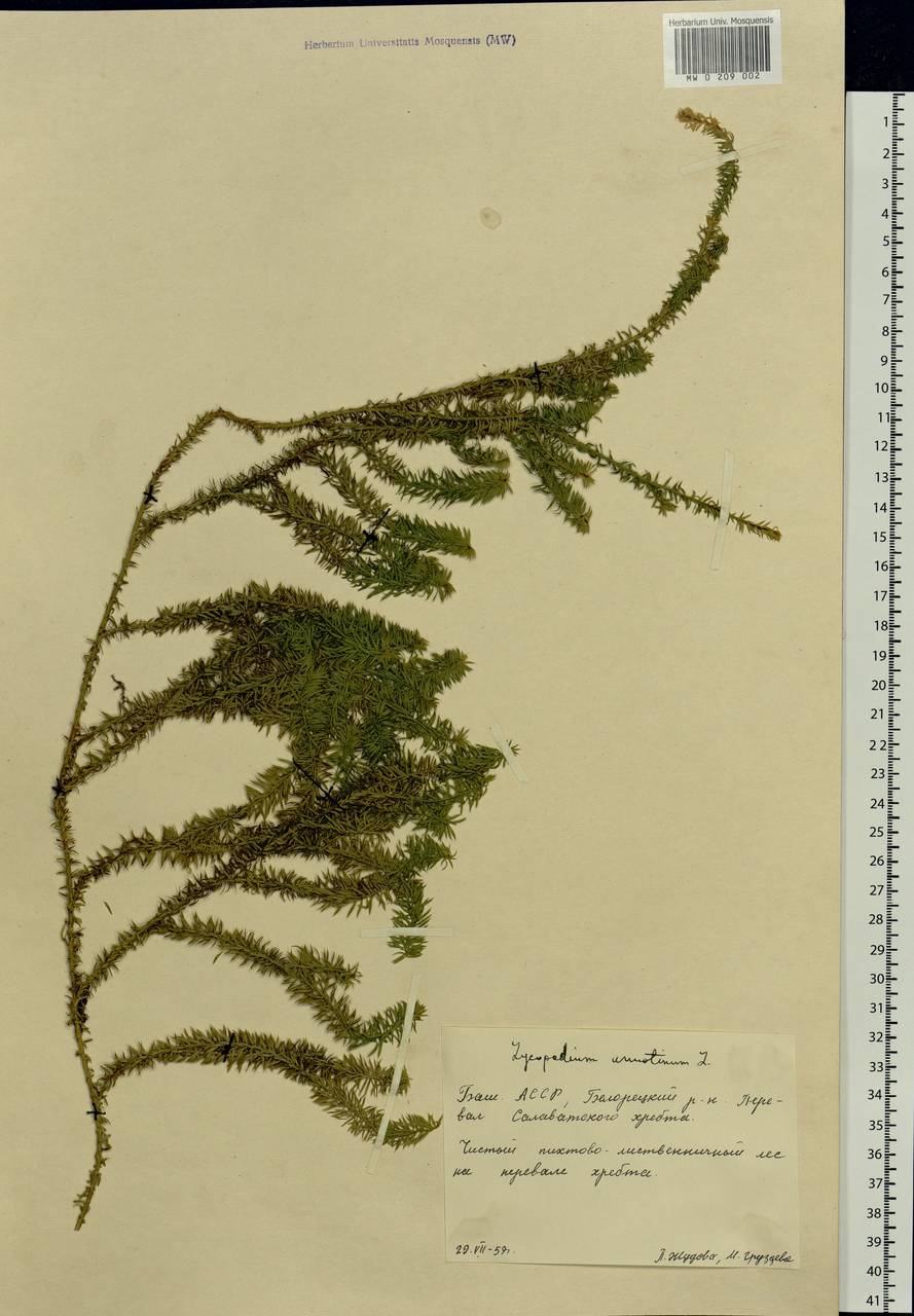 Spinulum annotinum subsp. annotinum, Восточная Европа, Восточный район (E10) (Россия)