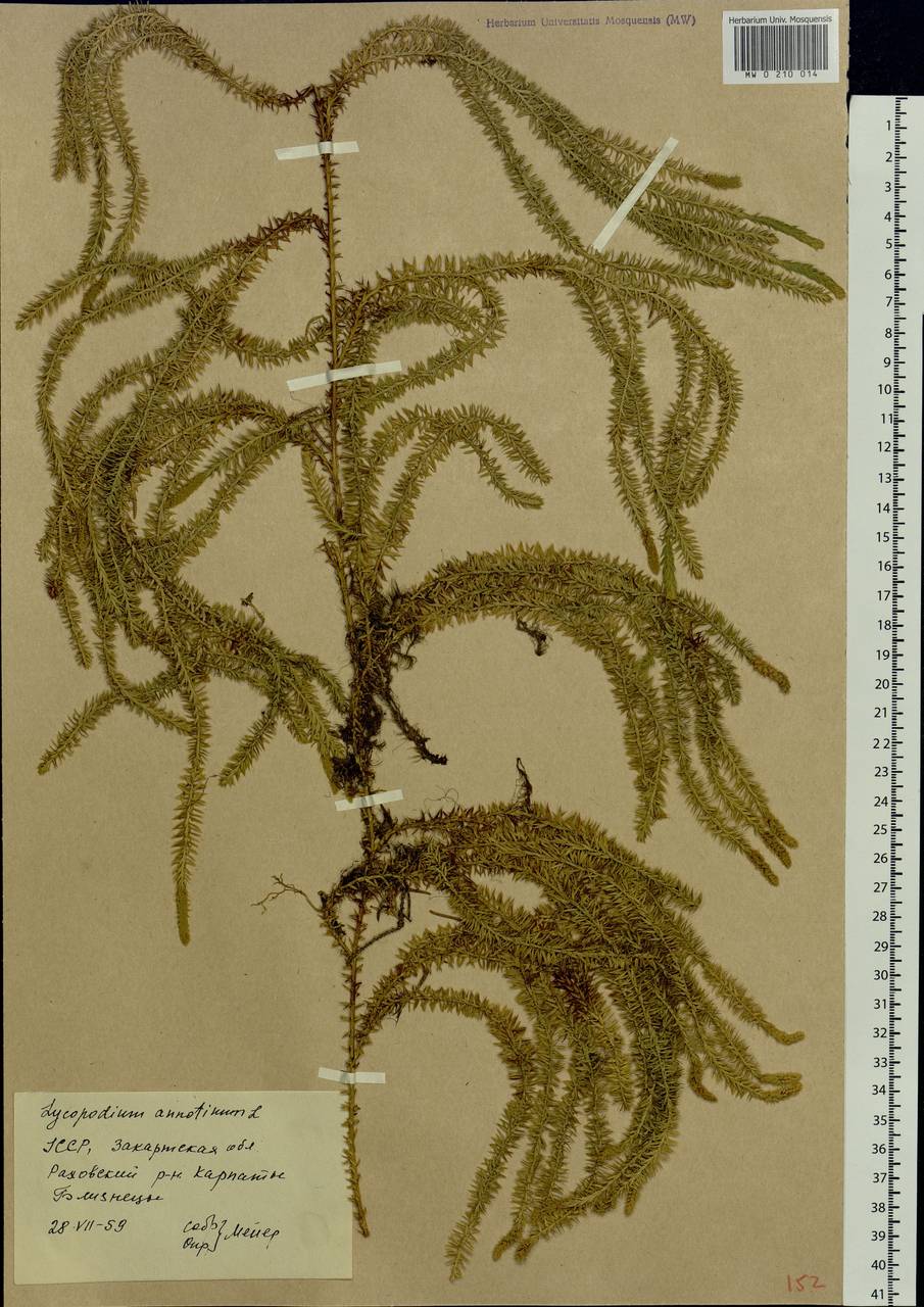 Spinulum annotinum subsp. annotinum, Восточная Европа, Западно-Украинский район (E13) (Украина)